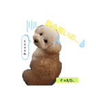 わんこの日常 マルプー（個別スタンプ：36）