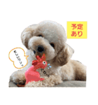 わんこの日常 マルプー（個別スタンプ：39）