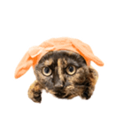 さび猫 キーちゃん vol.1（個別スタンプ：1）
