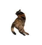 さび猫 キーちゃん vol.1（個別スタンプ：2）
