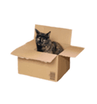 さび猫 キーちゃん vol.1（個別スタンプ：3）