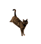 さび猫 キーちゃん vol.1（個別スタンプ：4）