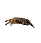 さび猫 キーちゃん vol.1（個別スタンプ：5）