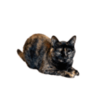 さび猫 キーちゃん vol.1（個別スタンプ：6）