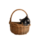 さび猫 キーちゃん vol.1（個別スタンプ：7）