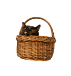 さび猫 キーちゃん vol.1（個別スタンプ：8）