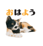 ちびっこ三毛・子猫の写真スタンプ 日本語（個別スタンプ：10）