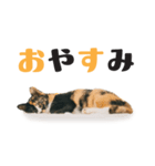 ちびっこ三毛・子猫の写真スタンプ 日本語（個別スタンプ：11）