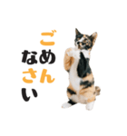 ちびっこ三毛・子猫の写真スタンプ 日本語（個別スタンプ：21）