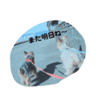 チャクリ〜（個別スタンプ：2）