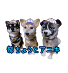 可愛い羊毛フェルト・愛犬’s（個別スタンプ：1）