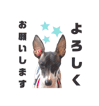 イタグレのリッキィ！（個別スタンプ：4）