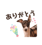 イタグレのリッキィ！（個別スタンプ：5）