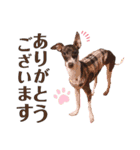 イタグレのリッキィ！（個別スタンプ：6）