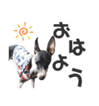 イタグレのリッキィ！（個別スタンプ：8）