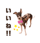 イタグレのリッキィ！（個別スタンプ：9）