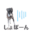 イタグレのリッキィ！（個別スタンプ：18）