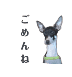 イタグレのリッキィ！（個別スタンプ：29）