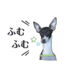 イタグレのリッキィ！（個別スタンプ：31）