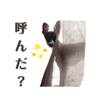イタグレのリッキィ！（個別スタンプ：32）