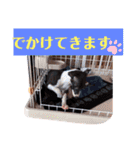 イタグレのリッキィ！（個別スタンプ：39）