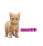 coco′Style（個別スタンプ：1）