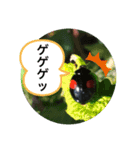 koncyuu3（個別スタンプ：1）