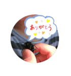 koncyuu3（個別スタンプ：2）