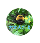 koncyuu3（個別スタンプ：6）