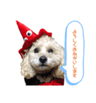 我が家の犬兄弟スタンプ〜ここあそら〜（個別スタンプ：1）