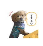我が家の犬兄弟スタンプ〜ここあそら〜（個別スタンプ：2）
