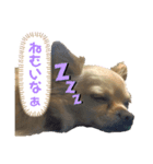 我が家の犬兄弟スタンプ〜ここあそら〜（個別スタンプ：5）