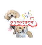 我が家の犬兄弟スタンプ〜ここあそら〜（個別スタンプ：8）