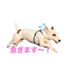 豆次郎（個別スタンプ：4）