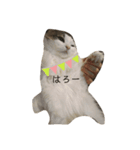 貫太郎と愉快な仲間たち（個別スタンプ：6）