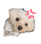 マルプー♡よく使うスタンプ2（個別スタンプ：10）