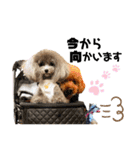 杏とお友達シリーズ（個別スタンプ：10）