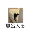 けんのイヌネコ ポンマリブチ（個別スタンプ：18）