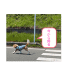 我が家のキャバリア♡かんたくん（個別スタンプ：6）