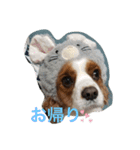我が家のキャバリア♡かんたくん（個別スタンプ：7）
