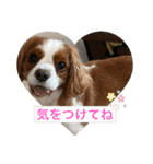 我が家のキャバリア♡かんたくん（個別スタンプ：8）