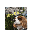 我が家のキャバリア♡かんたくん（個別スタンプ：11）