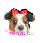 我が家のキャバリア♡かんたくん（個別スタンプ：13）