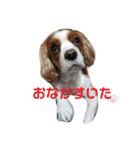 我が家のキャバリア♡かんたくん（個別スタンプ：18）