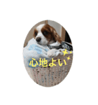 我が家のキャバリア♡かんたくん（個別スタンプ：19）