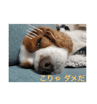 我が家のキャバリア♡かんたくん（個別スタンプ：21）