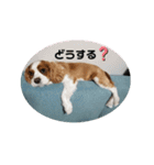 我が家のキャバリア♡かんたくん（個別スタンプ：22）
