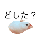 ピ (絵とリアル)（個別スタンプ：6）