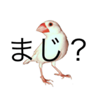 ピ (絵とリアル)（個別スタンプ：13）