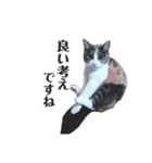 猫ちゃん_スタンプ（個別スタンプ：1）